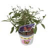 Buddleja Black Knight - Butterfly Bush/Summer Lilac - Podgląd zdjęcia produktu 3