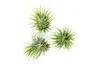 Gardners Tillandsia ionantha green Náhled obrázku produktu 1