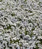 BALDUR Garten 3x Weiße winterharte Isotoma "White Splash", Produktbild-Vorschau 2