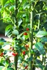Stechpalme Ilex Heckenfee 60 - 80 cm Ilex Meserveae Voir les images du produit 1