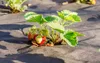 Domatex Gartenflies Unkrautvlies – Agrotextil- Agrovlies - Produktbild-Vorschau 6