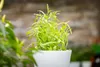 Artemisia dracunculus, Estragon, aromatisch, ca. 9x9 cm Produktbild-Vorschau 2