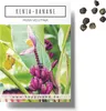 Kenia Bananen Samen (Musa velutina) - Exotische rosa Produktbild-Vorschau 1