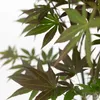 Klon japoński - 3 szt - Acer palmatum - Wysokość 60-70cm - Podgląd zdjęcia produktu 3
