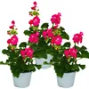 Pelargonio eretto - Pelargonium zonale - vaso da 12 cm - Anteprima dell’immagine prodotto 1