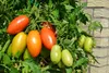 SAFLAX - BIO - Rajčatová - Romská - Solanum lycopersicum - Náhled obrázku produktu 5