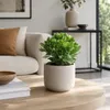 Crassula minova - Geldboom - Zeldzame plant - Pot van 17 cm Productafbeelding-voorbeeld 2