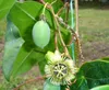 Passiflore géante (Passiflora megacoriacea)  - 5 graines Voir les images du produit 2