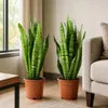2x Bogenhanf, pflegeleichte Zimmerpflanzen, Sansevieria Produktbild-Vorschau 4