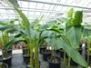 Bananenstaude als 3er Gruppe  Banane Musa Basjoo 220 cm Produktbild-Vorschau 3