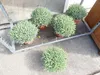 echter Lavendel XL BUSCH Ø 40cm, Höhe 40 cm, Lavandula Produktbild-Vorschau 3