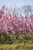 Prunus serrulata 'Kanzan', Japanische Blütenkirsche, rosa, Produktbild-Vorschau 1