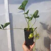 Truskawka pnąca wisząca  1L Podgląd zdjęcia produktu 7