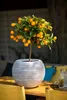 A potted orange tree with ripe fruit sits on a wooden table outdoors, with yellow chairs and cushions visible in the background. Náhľad obrázku produktu