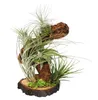 Tillandsia na koreni stromu - veľká - 5 rastlín Náhľad obrázku produktu 1