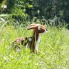 Peluche Faon/biche 30 Cm Ecologique Voir les images du produit 2
