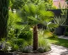 Chinese Hanfpalm (Trachycarpus fortunei): 160–220 cm, XXL Productafbeelding-voorbeeld 5