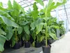 2 Stück Bananenstaude Banane Musa Basjoo 170 cm winterhart Produktbild-Vorschau 1