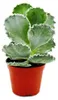 Cotyledon undulata - Silberkrone - Muschel-Sukkulente - im Produktbild-Vorschau 1