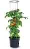 A potted tomato plant with a metal support structure, showing ripe and unripe tomatoes. Náhľad obrázku produktu