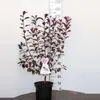 Prunus cistena - Zwerg-Blutpflaume 60- 80 cm - Container Produktbild-Vorschau 1