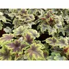 Heuchera / Heucherella "Golden Zebra" - Purpurglöckchen Produktbild-Vorschau 2