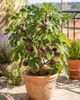 Ficus carica Ronde de Bordeaux 70–100 cm figovník Náhľad obrázku produktu 1
