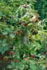 Rubus fruticosus 'Loch Ness' -S-, Brombeere, dornenlos, Produktbild-Vorschau 4