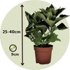Hortensie - 6 Stk - Hydrangea macrophylla - Höhe 25-40cm - Produktbild-Vorschau 2