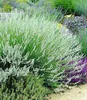 A garden bed with various flowering plants, including a large bush of white lavender in the foreground and purple flowers in the background. Produktbild-Vorschau