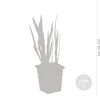 3er Set - Iris Kaempferi - Japanische Sumpf-Schwertlilie - Produktbild-Vorschau 4