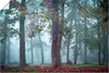 ARTland Poster Nebel im Wald Größe: 60x40 cm Produktbild-Vorschau 1
