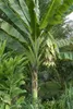 Schneebanane (Ensete glaucum) - 5 Samen Produktbild-Vorschau 2