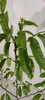 A close-up shot of a young plant with green leaves against a white background. Náhľad obrázku produktu