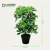 Lacers SMARAGDLINE künstliche Schefflera – Strahlenaralie Produktbild-Vorschau 2
