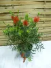 [Palmenlager] Callistemon citrinus 70 cm - Busch- Produktbild-Vorschau 2