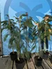 Sunny Tree - Seidenbaum - Albizia Julibrissin 'Ombrella' - Produktbild-Vorschau 4