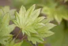 Acer shirasawanum 'Aureum', Japanischer Ahorn, goldgelb, Produktbild-Vorschau 2