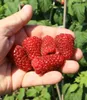 A hand holding several ripe raspberries with a blurred background of green leaves. Produktbild-Vorschau
