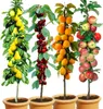Four potted columnar fruit trees, each bearing different types of fruit: pears, cherries, apricots, and apples. Produktbild-Vorschau