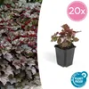 Pianta tappezzante - Campanella viola - Heuchera mic. Anteprima dell’immagine prodotto 1