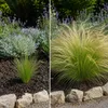 Stauden Gänge 10 x Stipa tenuissima 'Pony Tails' im 1 Liter Produktbild-Vorschau 5