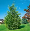 Cupressocyparis leylandii, Leyland-Zypresse, immergrün, Produktbild-Vorschau 5
