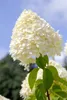 Hydrangea paniculata 'Limelight' -S-, Rispenhortensie, Produktbild-Vorschau 10