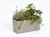 A rectangular planter box filled with various plants, set against a white background. Náhled obrázku produktu