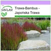 SAFLAX - Japońska Trawa - 50 Nasiona - Imperata cylindrica Podgląd zdjęcia produktu 5