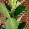 Gummibaum - pflegeleichte Zimmerpflanze, Ficus elastica Produktbild-Vorschau 5