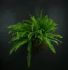 Gardners Kokedama Nephrolepis exaltata (L) Náhled obrázku produktu 3