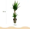Green boutiQ - Plante d'intérieur - Yucca elephantipes - Voir les images du produit 3