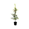 Fagus sylvatica, Rotbuche, 100–125 cm Produktbild-Vorschau 1